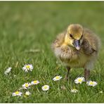 Gänse (Blümchen) Küken