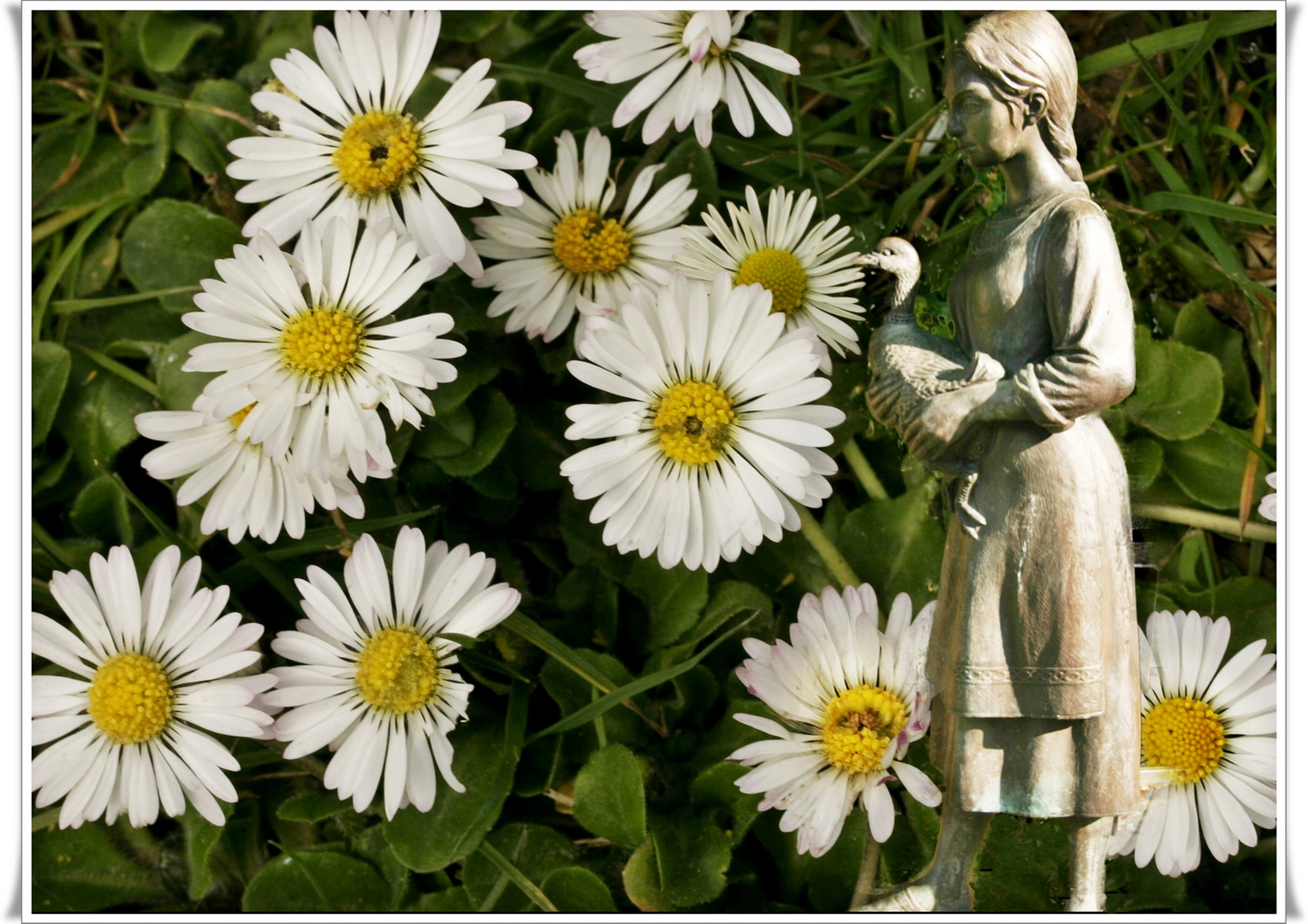 Gänse- blümchen und magd 