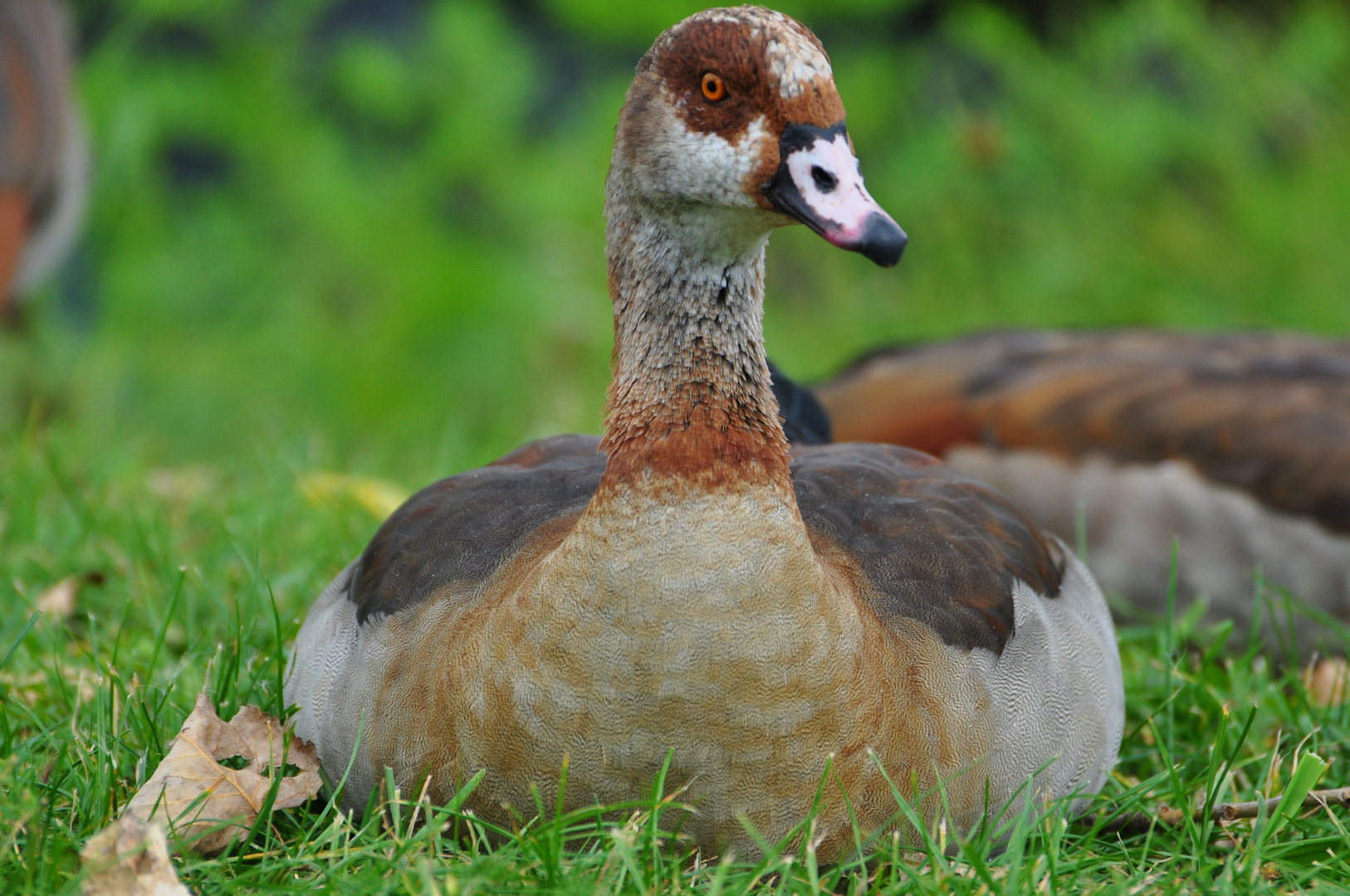 Gänse Brüstchen