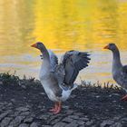 Gänse Duo