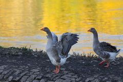 Gänse Duo