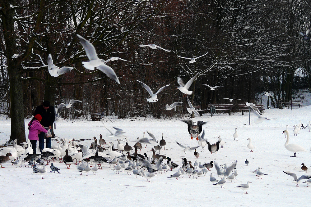 Gänse, Enten, Schwäne, Möven, Tauben ......... ob die alle satt werden?