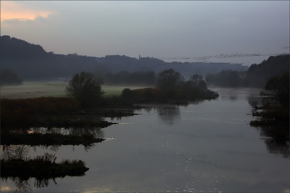 Gänse erhoben sich aus dem Nebel