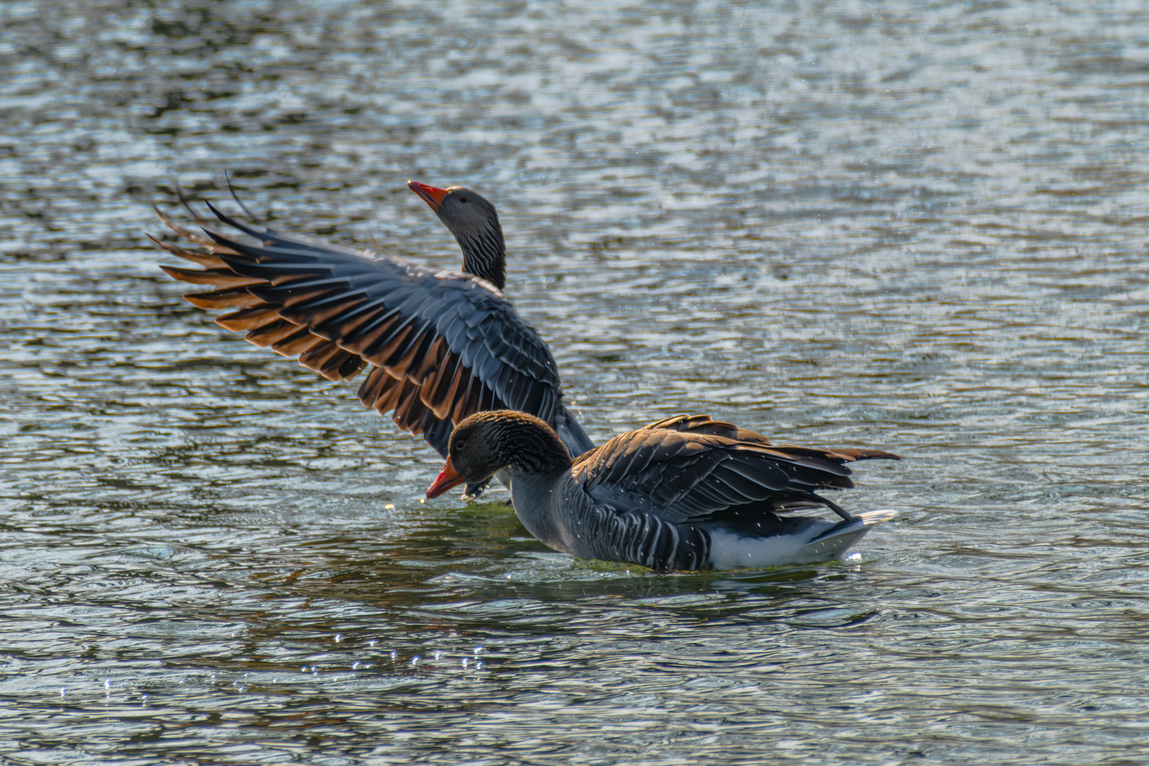 Gänse