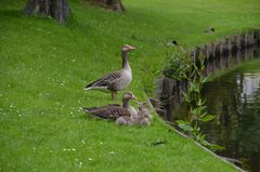 Gänse Familie 1