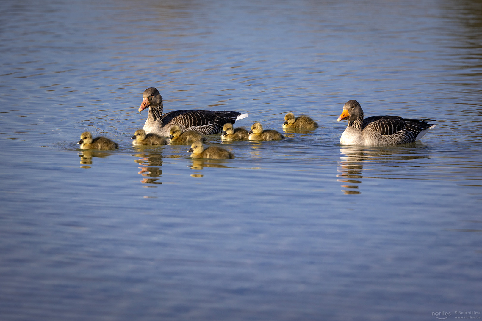 Gänse Familie