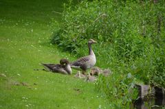 Gänse Familie