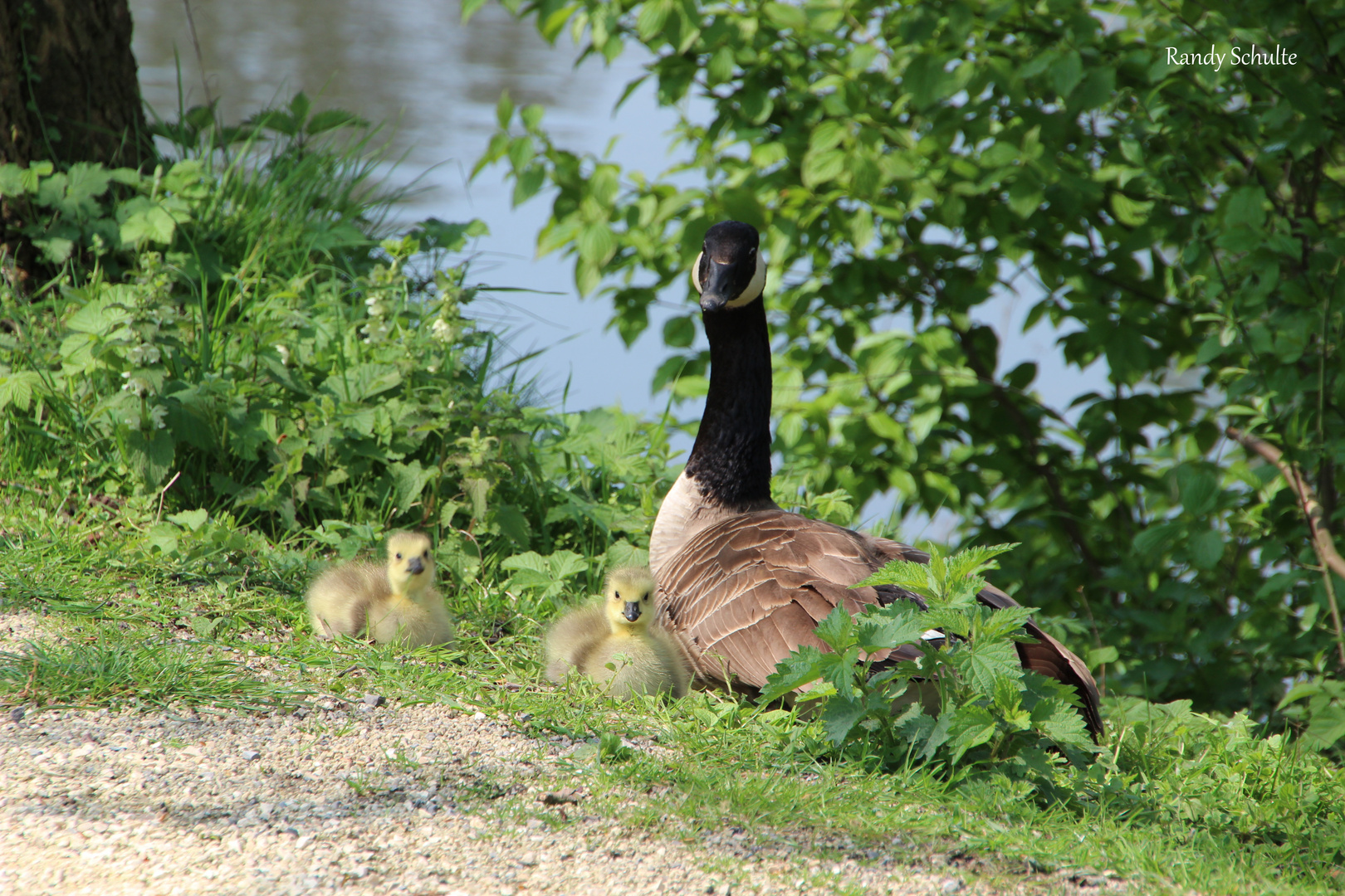 Gänse-Familie