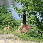 Gänse-Familie