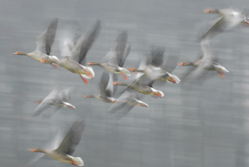 Gänse, farblich zum Wetter gekleidet