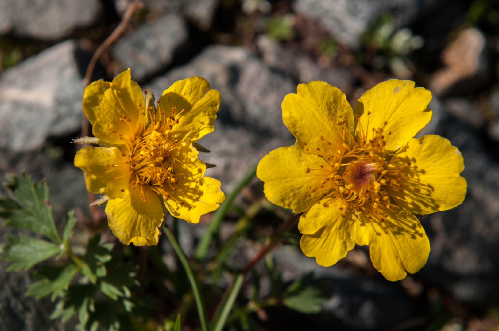 Gänse Fingerkraut (Potentilla)