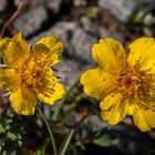 Gänse Fingerkraut (Potentilla)