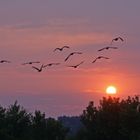 Gänse fliegen in die Nacht