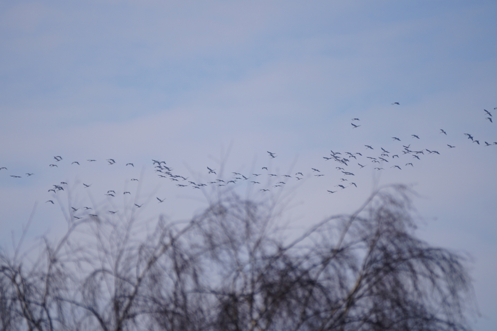 Gänse fliegen weg