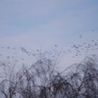 Gänse fliegen weg