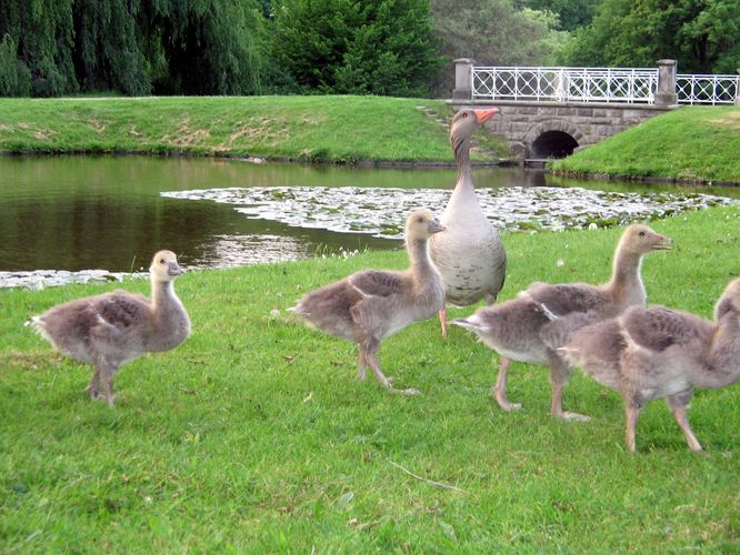 Gänse Fütterung