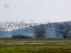 Gänse, Gänse nichts als Gänse...