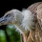 GÄNSE-GEIER - entsorgt im Zweifel auch Nicht-Gänse