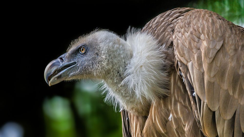 GÄNSE-GEIER - entsorgt im Zweifel auch Nicht-Gänse