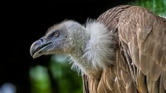 GÄNSE-GEIER - entsorgt im Zweifel auch Nicht-Gänse