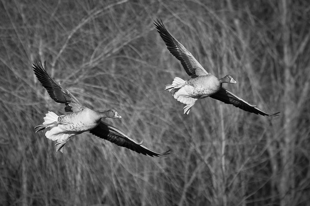 Gänse-Geschwader