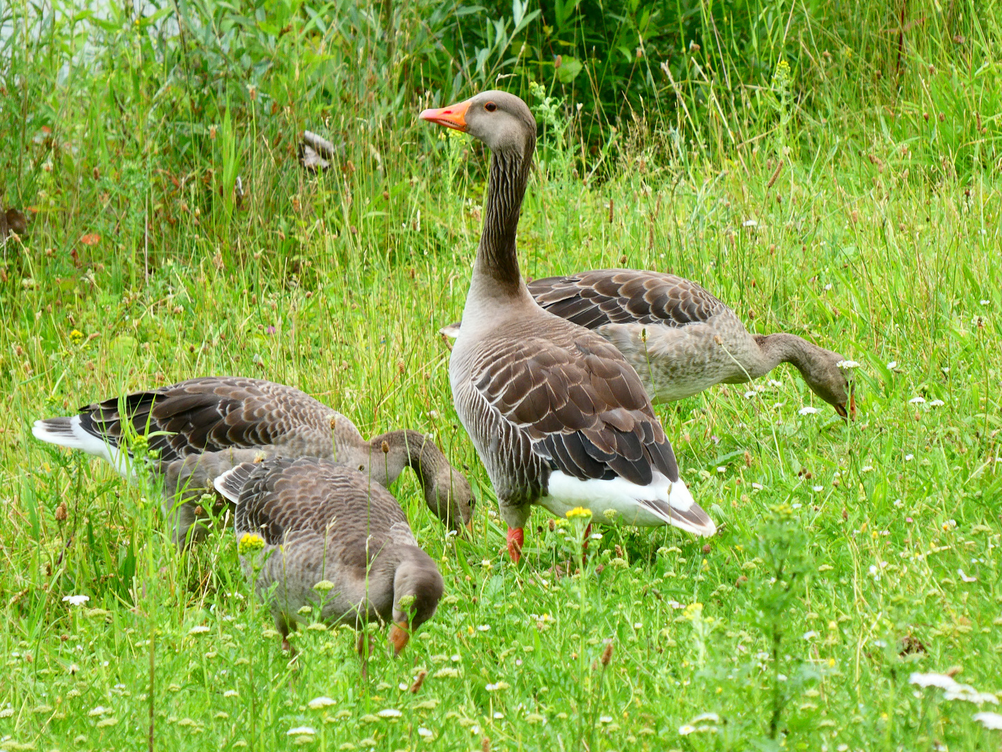 Gänse Glück