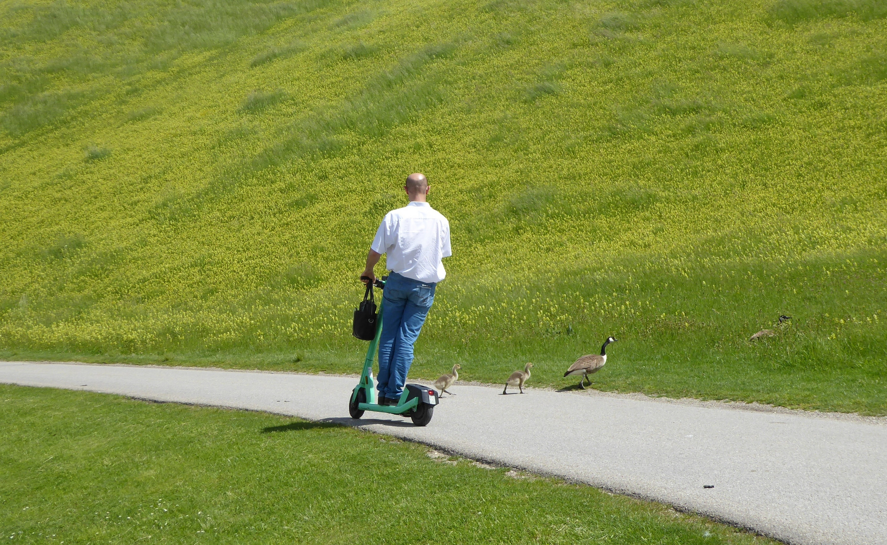 Gänse haben Vorfahrt!