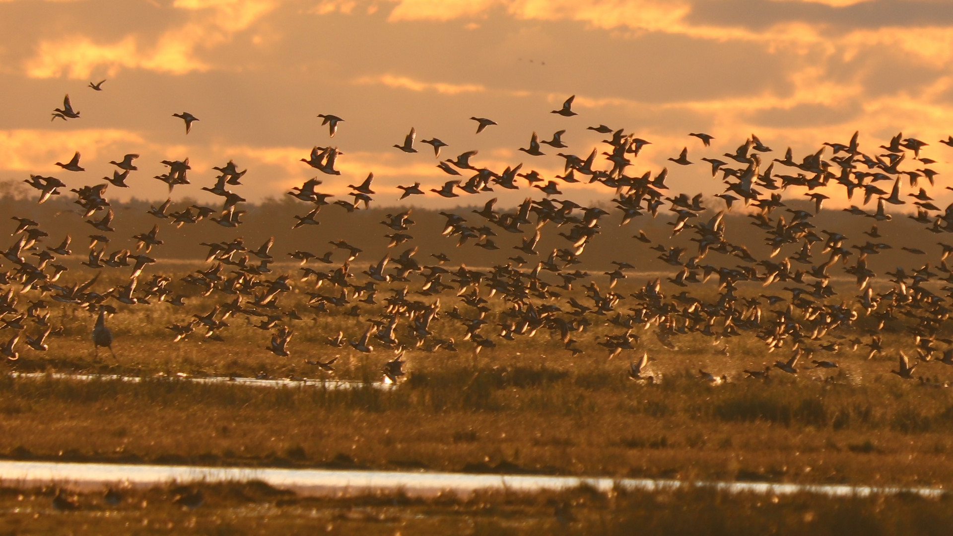 Gänse im Abendanflug