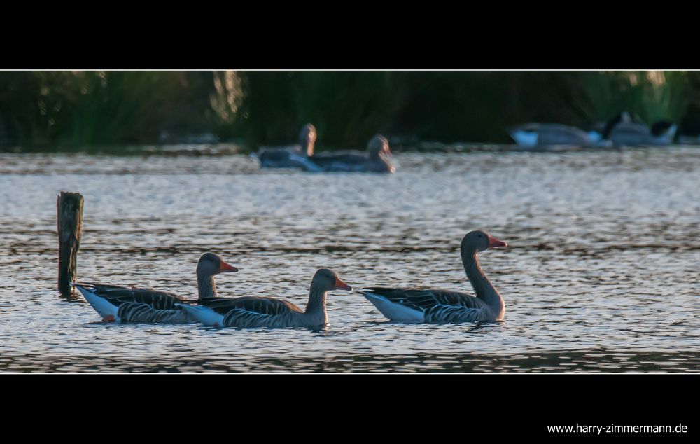 Gänse im Abendlicht