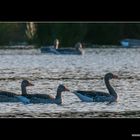 Gänse im Abendlicht