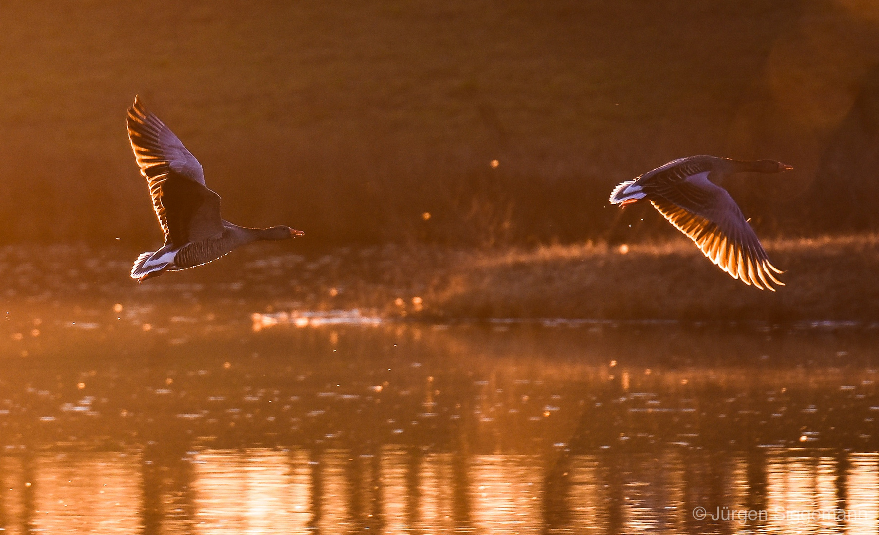 Gänse im Abendlicht