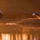 Gänse im Abendlicht