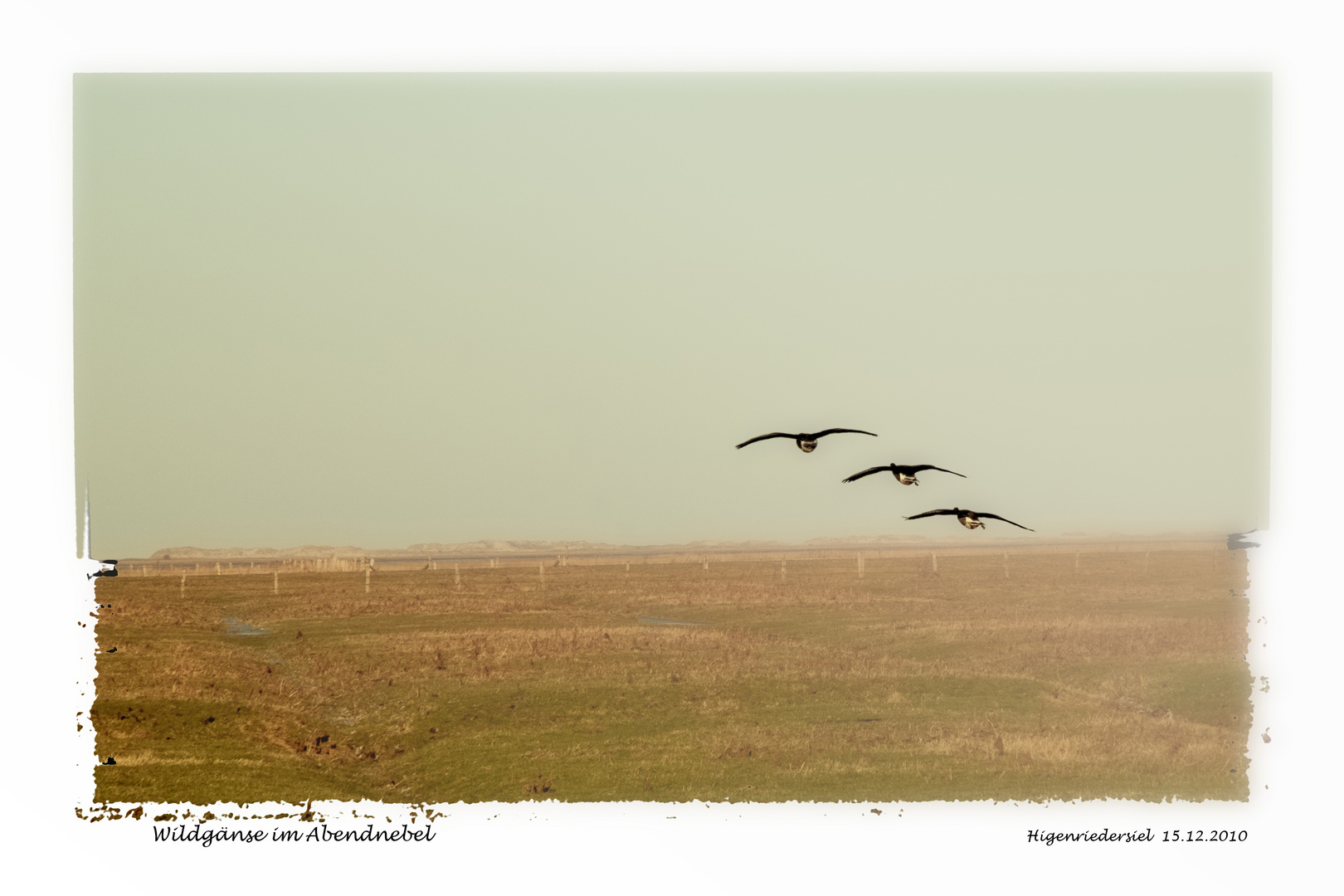 Gänse im Abendnebel