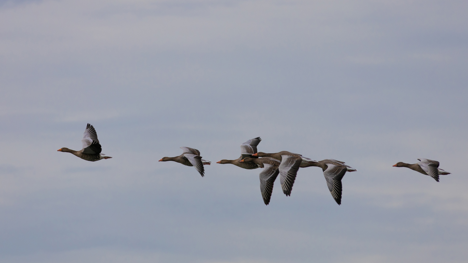 Gänse im Abflug