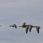 Gänse im Abflug