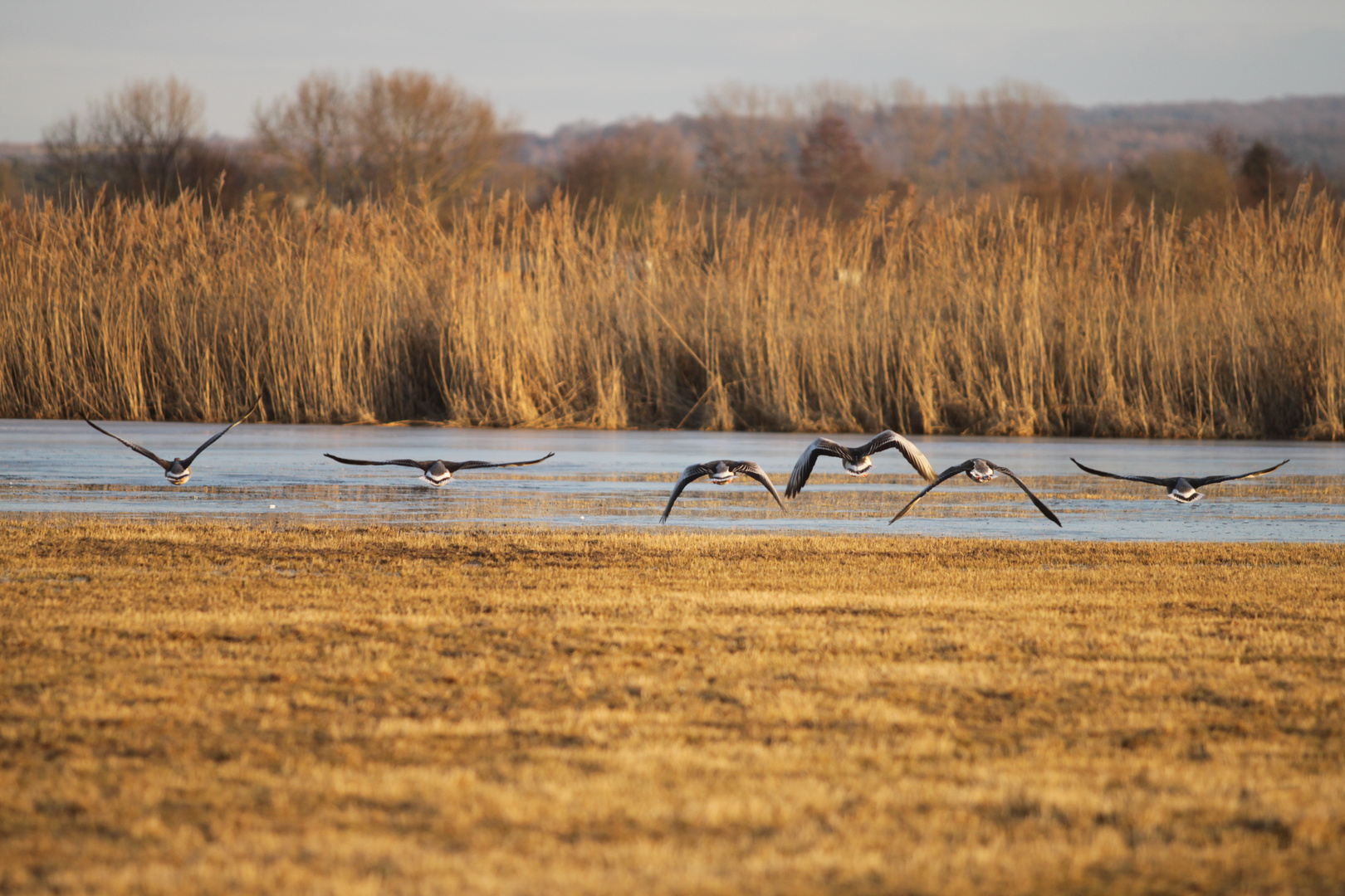 Gänse im Abflug