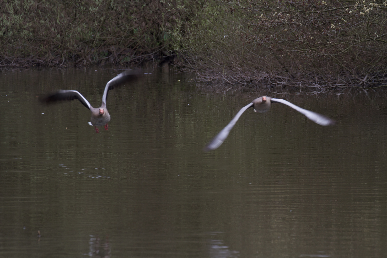 Gänse im Anflug