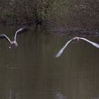 Gänse im Anflug