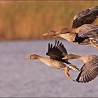 Gänse im Anflug