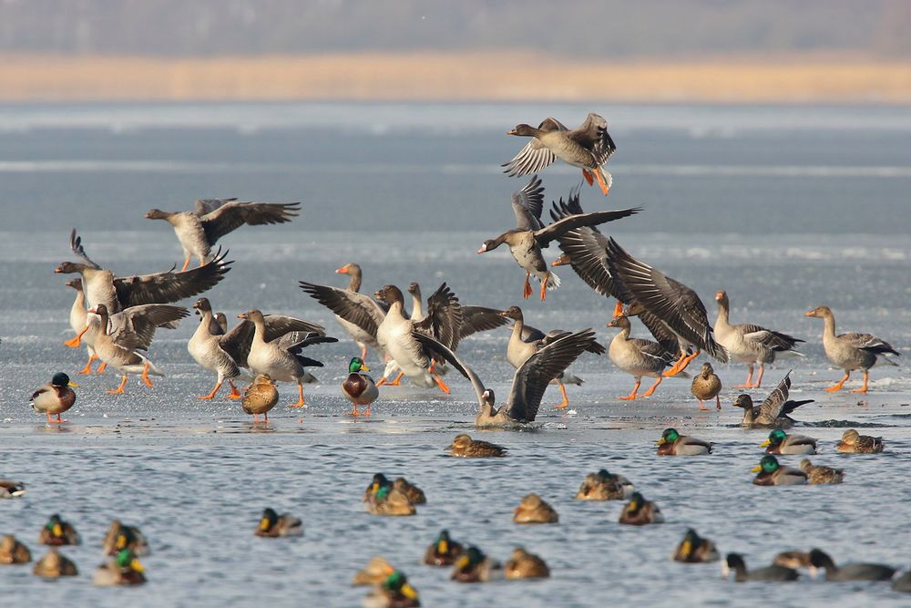 Gänse im Anflug