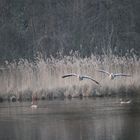 Gänse im Anflug