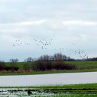 Gänse im Anflug