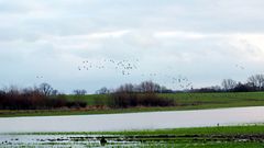 Gänse im Anflug