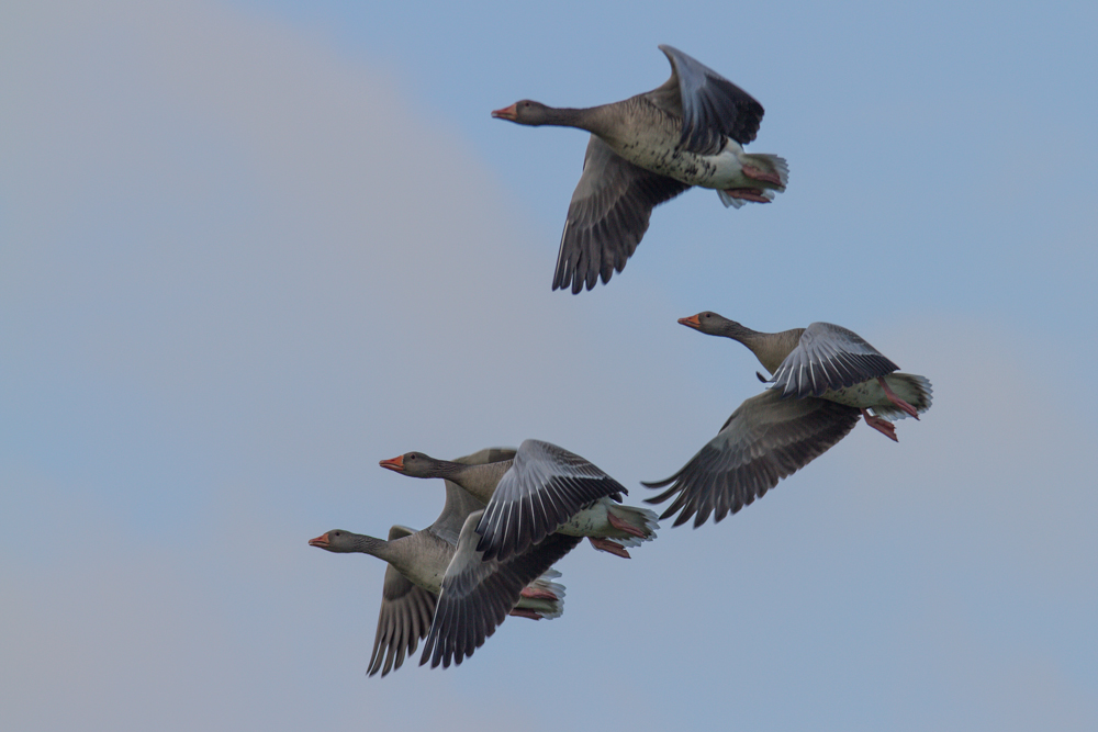 Gänse im Anflug!