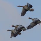 Gänse im Anflug!