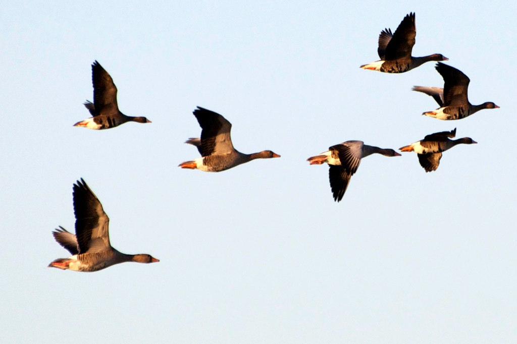 Gänse im Anflug am Niederrhein