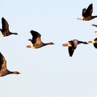 Gänse im Anflug am Niederrhein