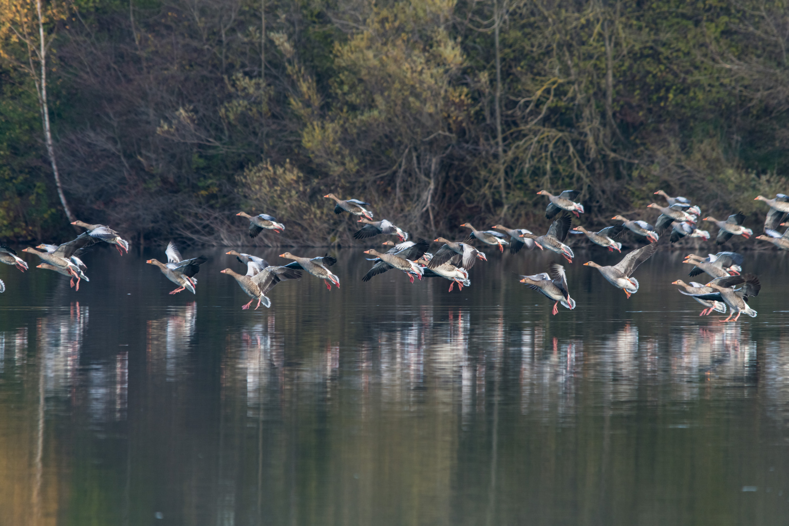 Gänse im Anflug