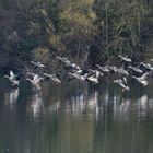 Gänse im Anflug