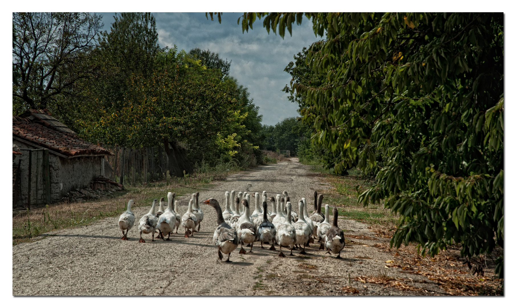 Gänse im Anmarsch